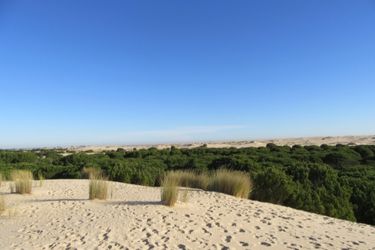 dunes seville to donana day trip