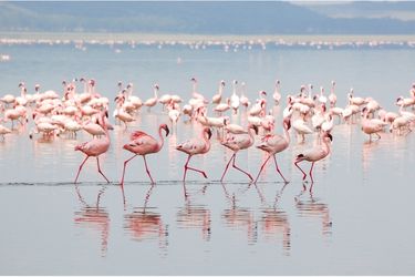 flamingos seville to donana day trip