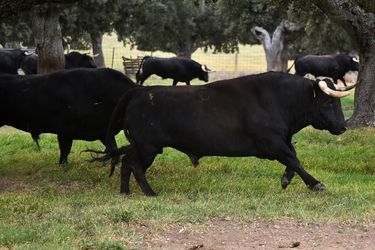 spanish fighting bull tour in seville