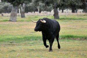 spanish fighting bull tour seville
