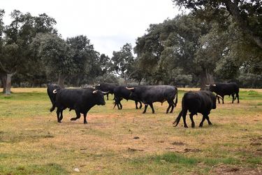 visit a spanish fighting bull farm in seville