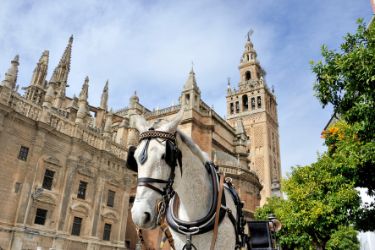 Best Traditional Horse Seville