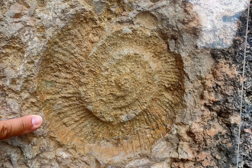 A large ammonite fossil embedded in the rock wall of the Caminito del Rey