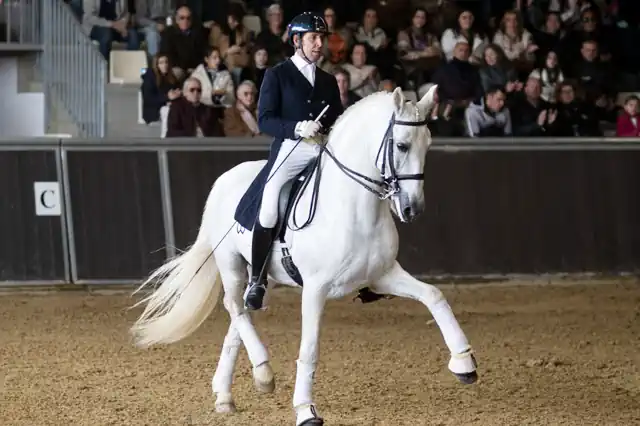 A rider on a grey Andalusian horse performing in front of the audience