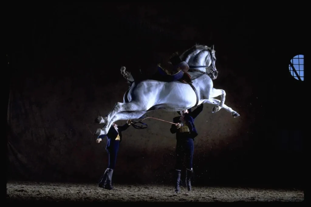 Andalusian horse performing a leap during an equestrian show in Jerez