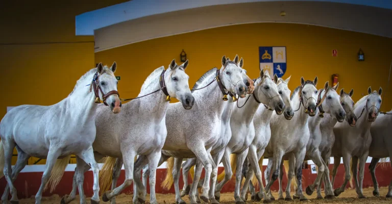 Row of white Andalusian horses lined up before an equestrian show