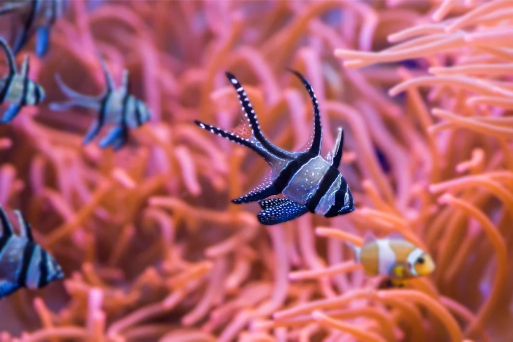 A Banggai cardinalfish among pink coral at the Seville aquarium