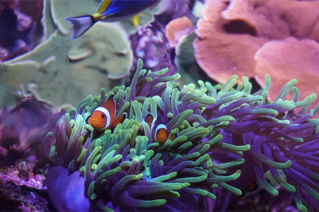 Clownfish among the tentacles of an anemone at the Seville aquarium