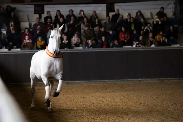 Horses performing in a covered arena in front of a full audience