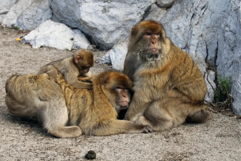 A family of Barbary macaques resting together on the Rock of Gibraltar