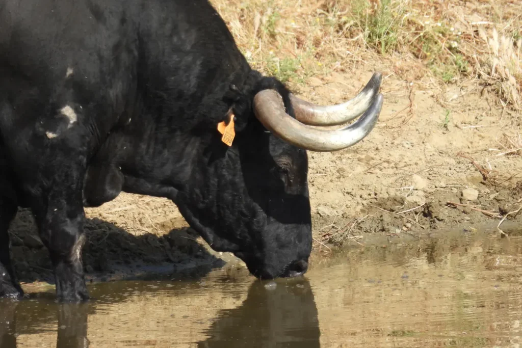 A fighting bull with long horns drinking at a watering hole in the dehesa