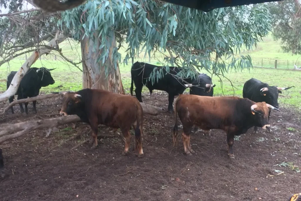 A group of fighting bulls grazing in the shade on a Seville ranch