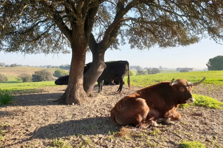 Fighting bulls resting in the shade of a tree on the open pasture