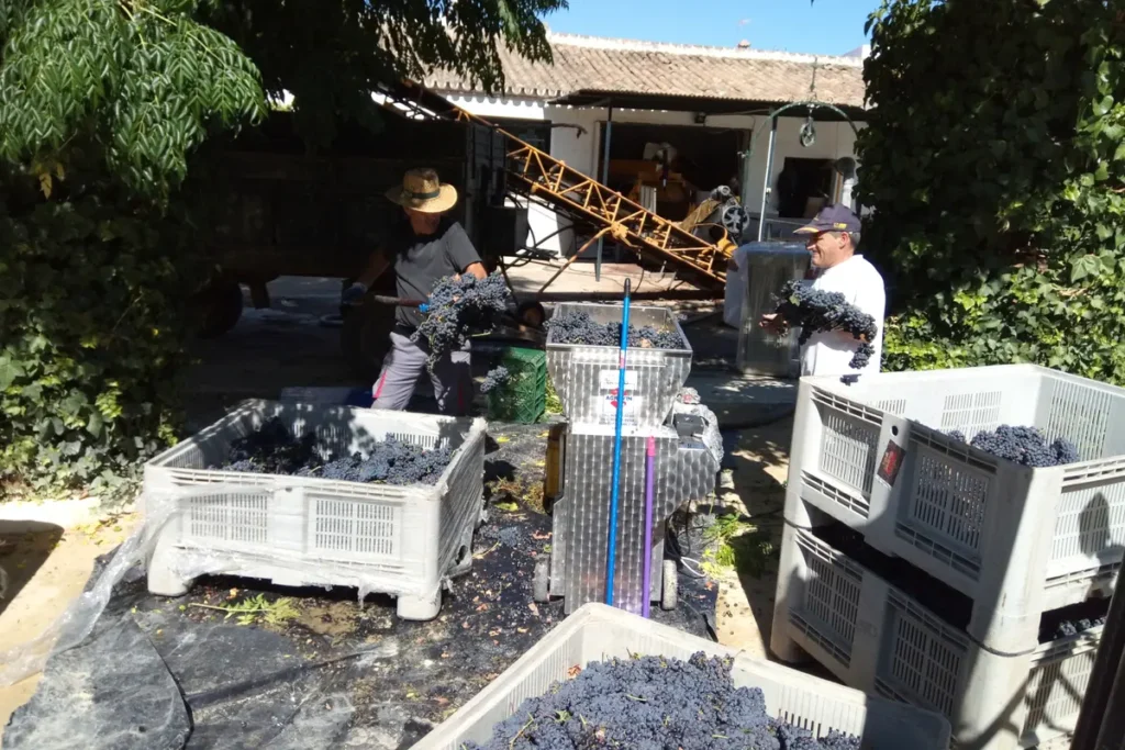 Crates of freshly picked grapes arriving at the winery during harvest