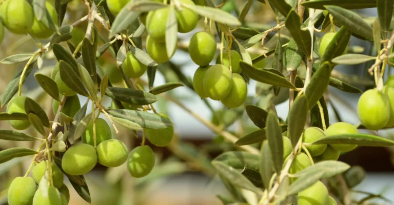 Green olives ripening on the branch in an Andalusian olive grove