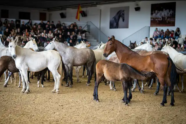 A group of loose Andalusian horses together in the arena