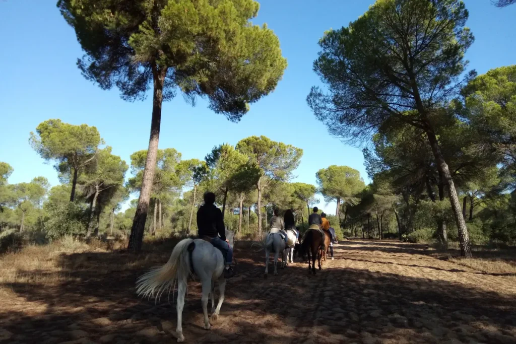 A rider on a grey horse among the pines on a sandy track