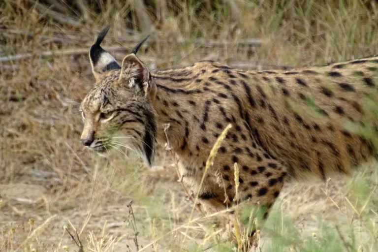 An Iberian lynx walking through the scrub in Donana National Park