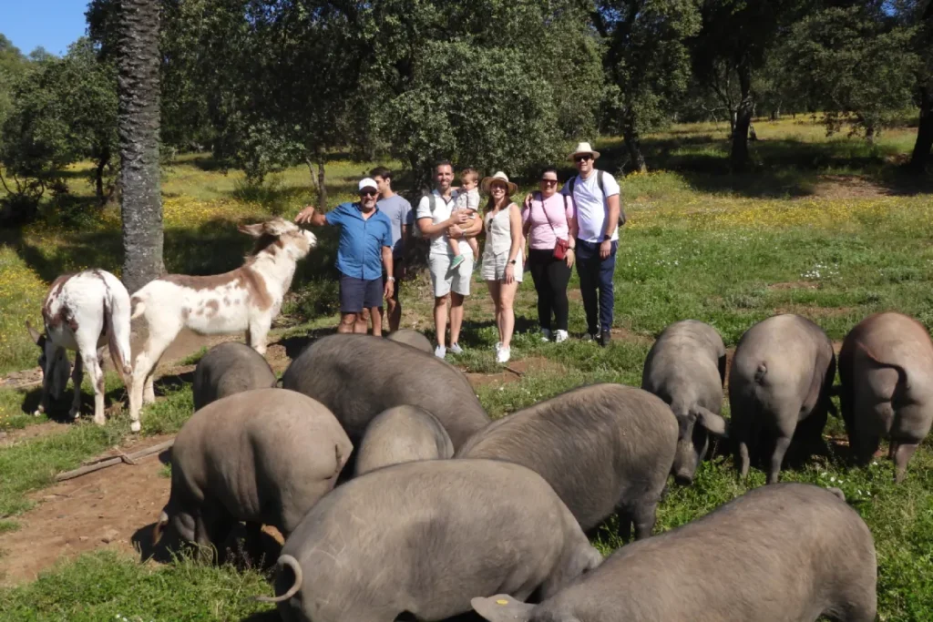 A herd of Iberian pigs coming close to visitors in the dehesa