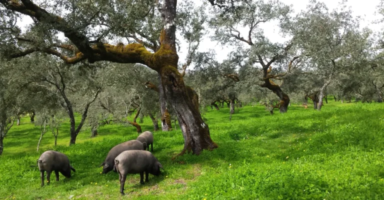 Iberian pigs grazing under cork oaks in the dehesa of the Sierra de Aracena