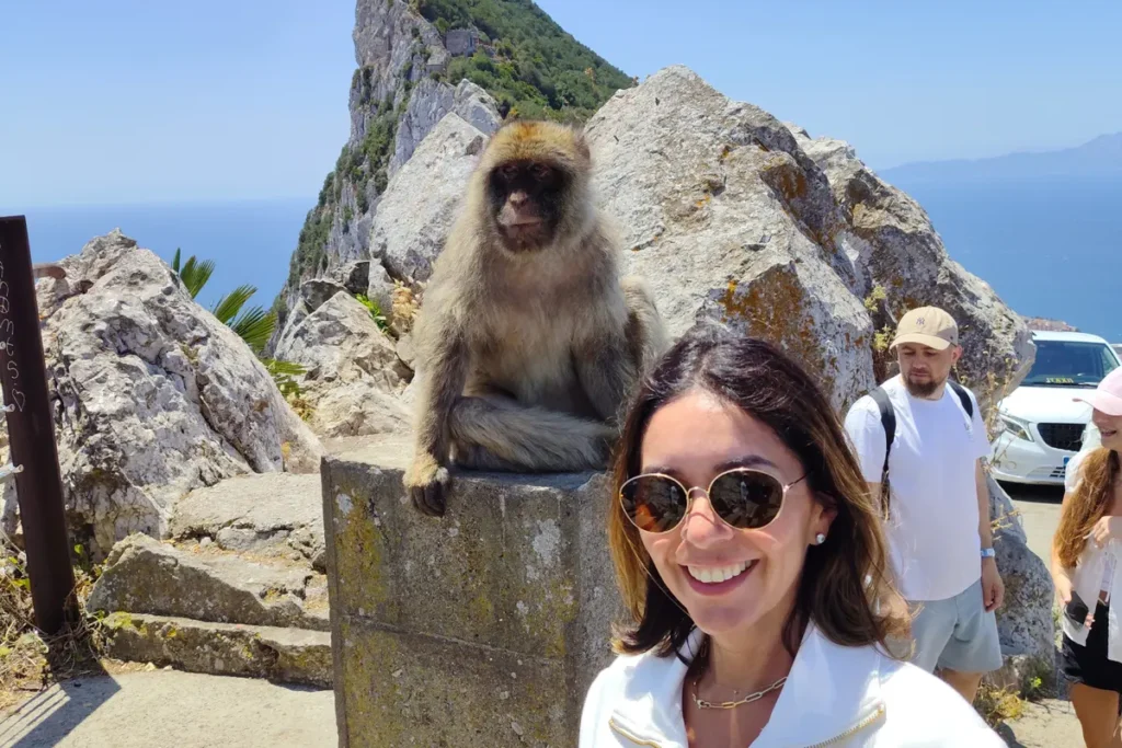 A Barbary macaque perched on the rock with the bay of Gibraltar behind