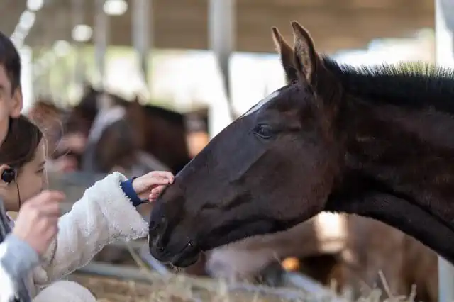 A child reaching out to touch a horse after an equestrian show