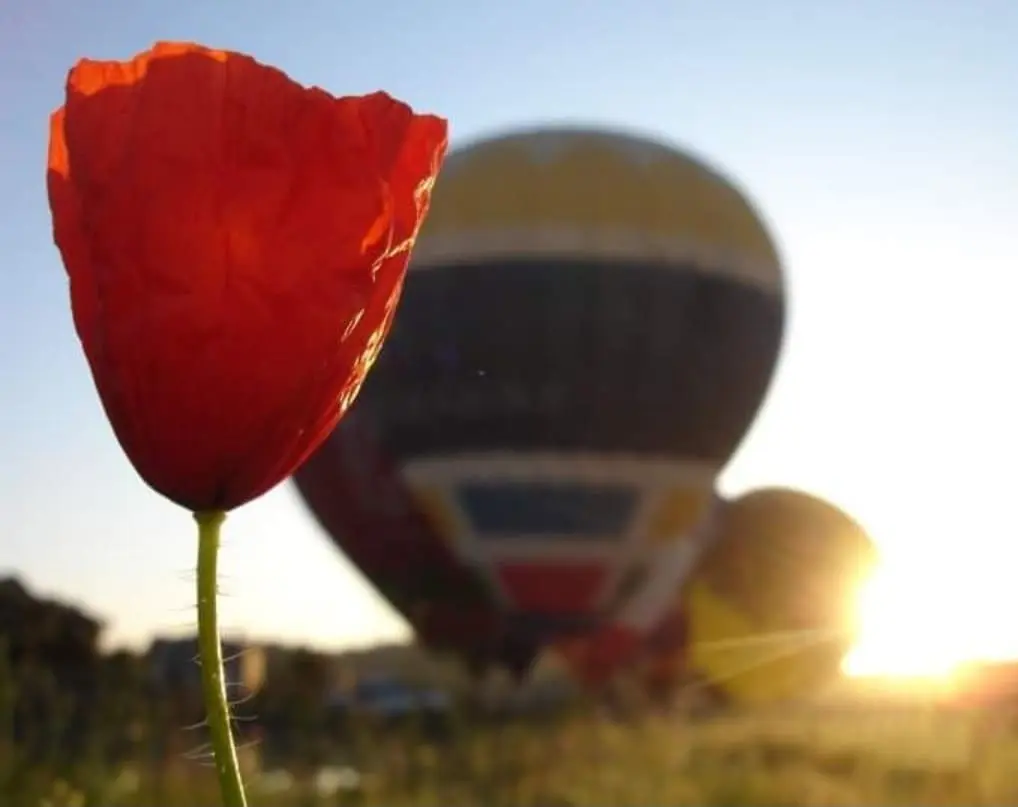 A poppy in the foreground with a hot air balloon behind it