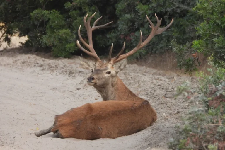 A red deer stag resting among the dunes of Donana National Park