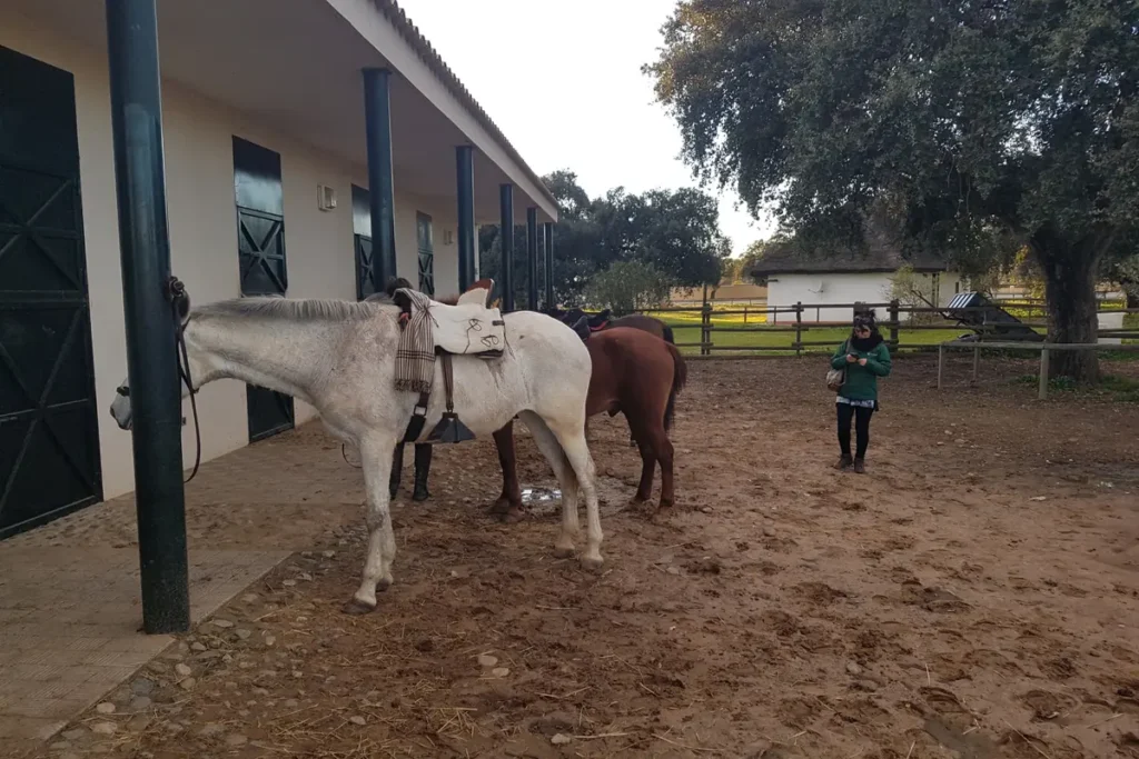 Saddled horses waiting outside the stables at an equestrian centre