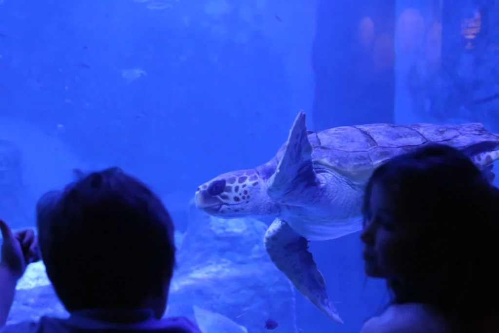A sea turtle swimming past visitors at the Seville aquarium