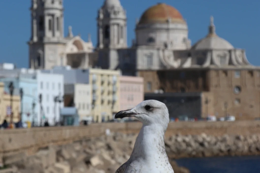 A seagull perched with the golden dome of Cadiz Cathedral behind