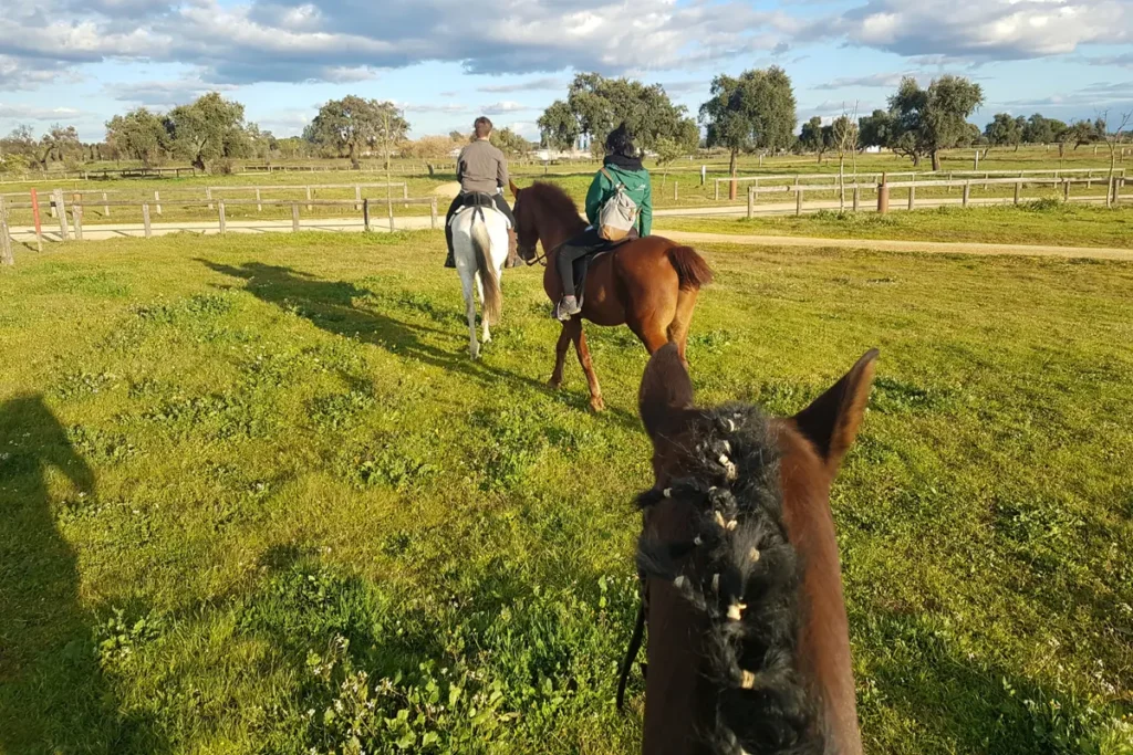 Riders setting off across a green meadow, seen from the saddle