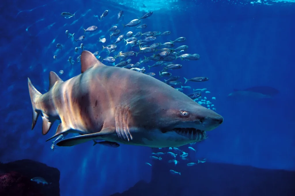 A sand tiger shark swimming through a shoal of fish in the Seville aquarium