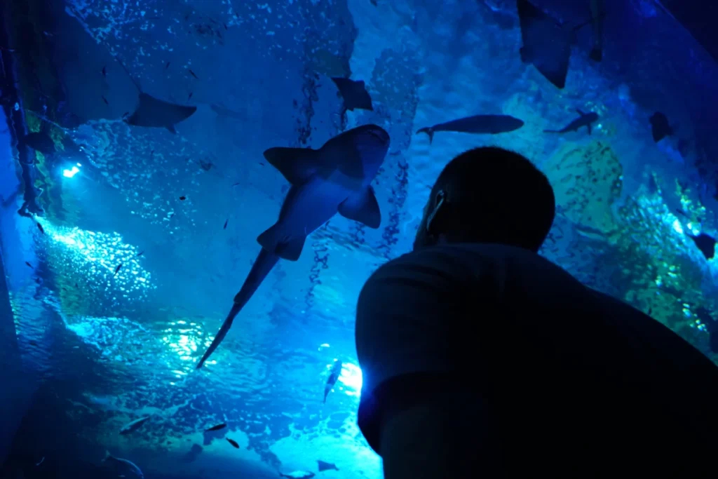 A visitor silhouetted against the shark tank at the Seville aquarium