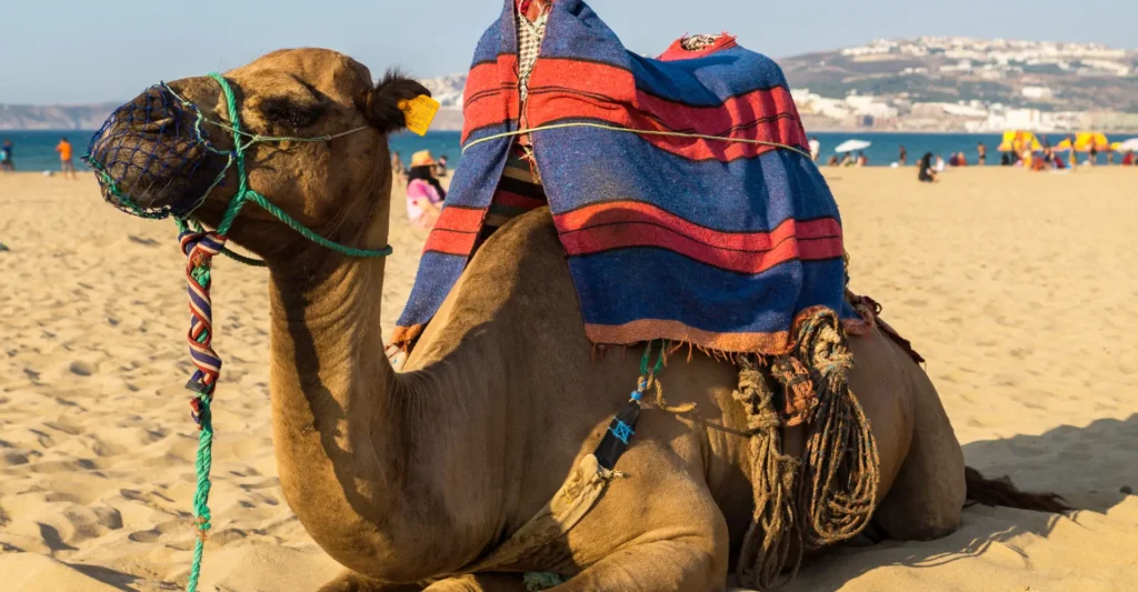 Decorated camel resting on a Tangier beach with the city on the hillside behind