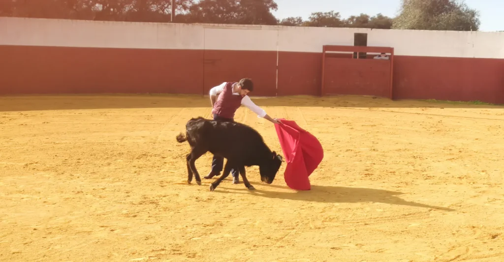 The tienta ring of an Andalusian breeding estate, where young animals are assessed