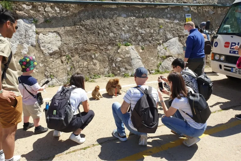 Travelers watching Barbary macaques in Gibraltar
