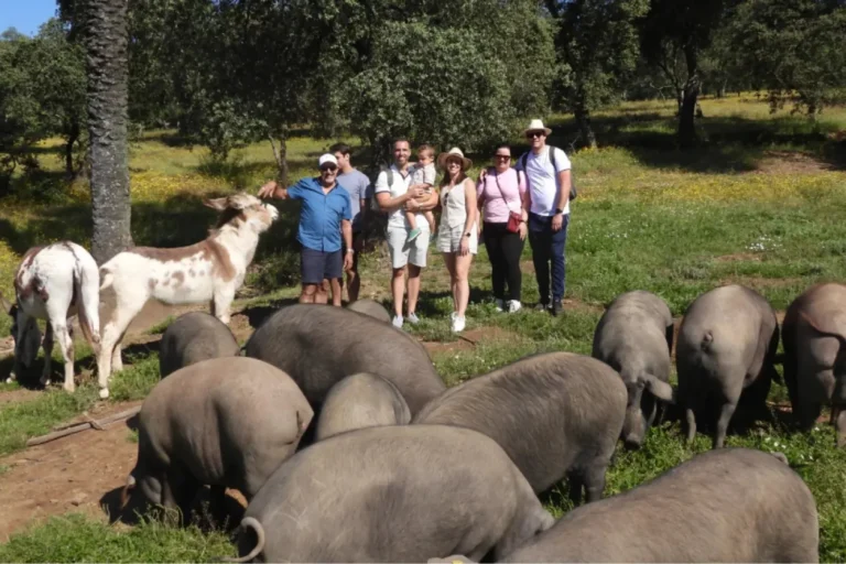 Travelers watching Iberian pigs grazing in a dehesa