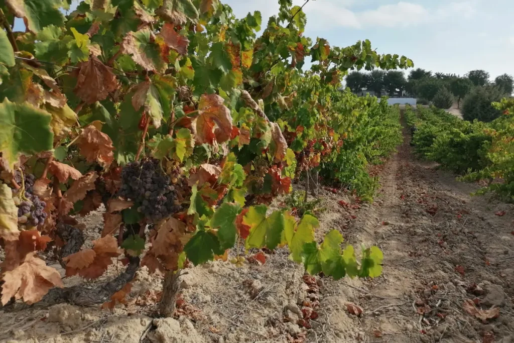 Rows of vines heavy with grapes in the Andalusian countryside