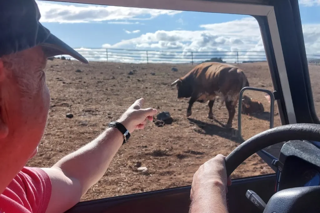 Watching a fighting bull from inside the ranch vehicle on the dehesa