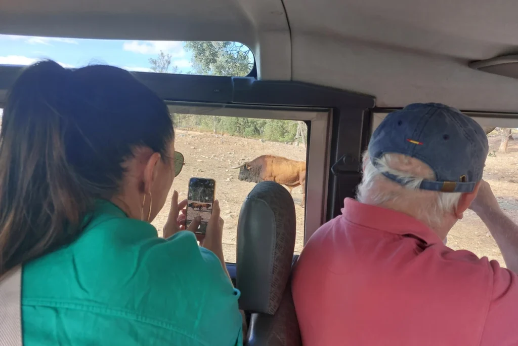 Visitors photographing fighting bulls from inside the ranch vehicle