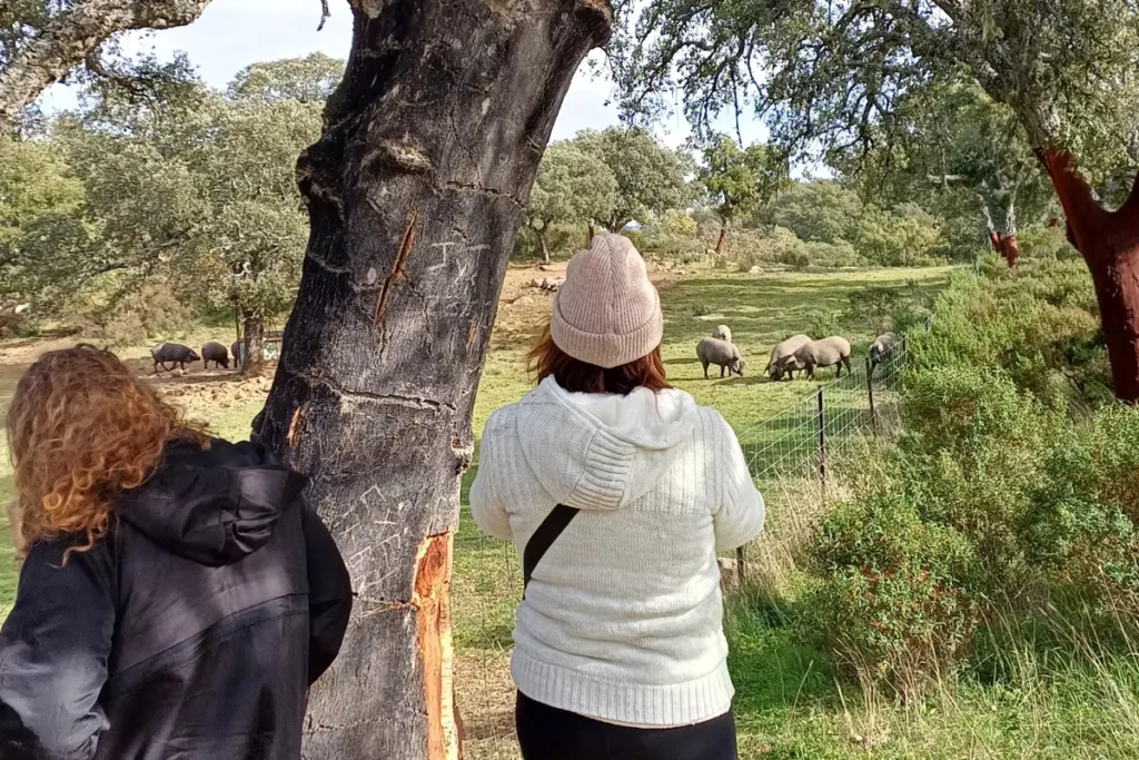 Visitors watching Iberian pigs from the edge of a dehesa pasture