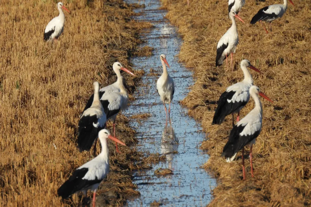A group of white storks feeding along a channel in the Donana marshes