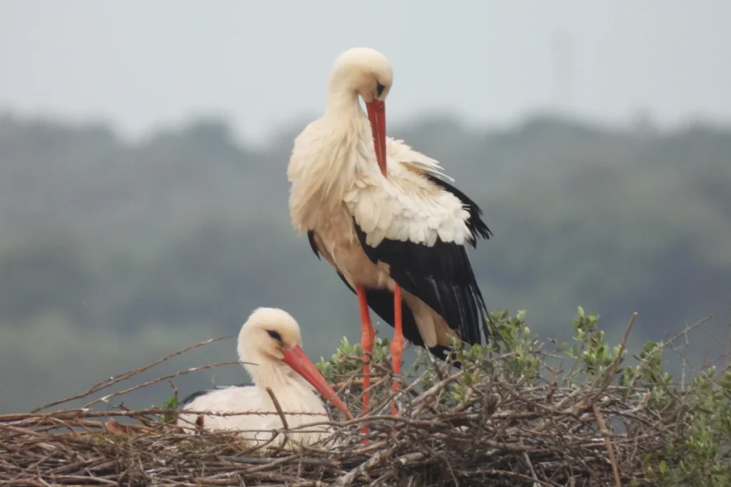 A pair of white storks on their nest in Donana National Park