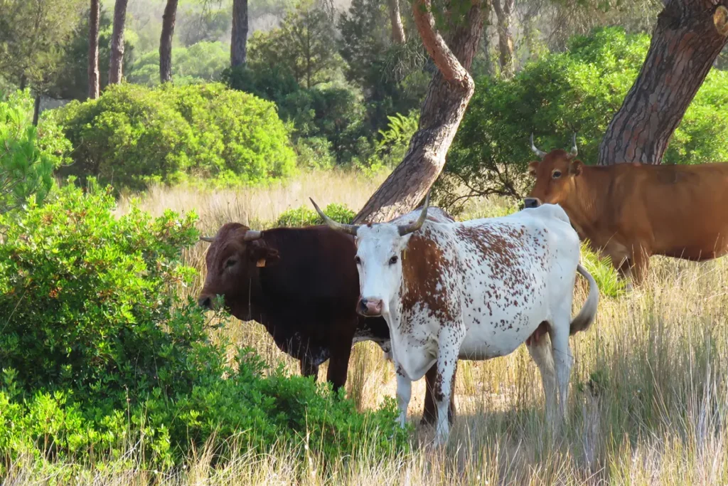 Long-horned wild cattle grazing among the scrub in Donana