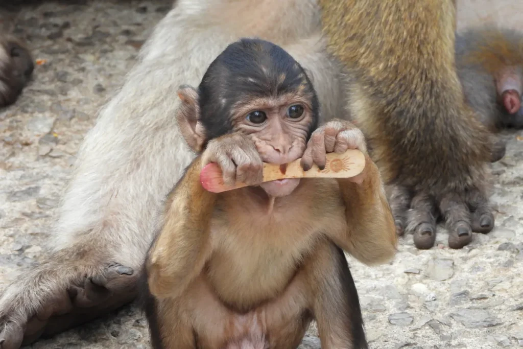 A young Barbary macaque close up on the Rock of Gibraltar