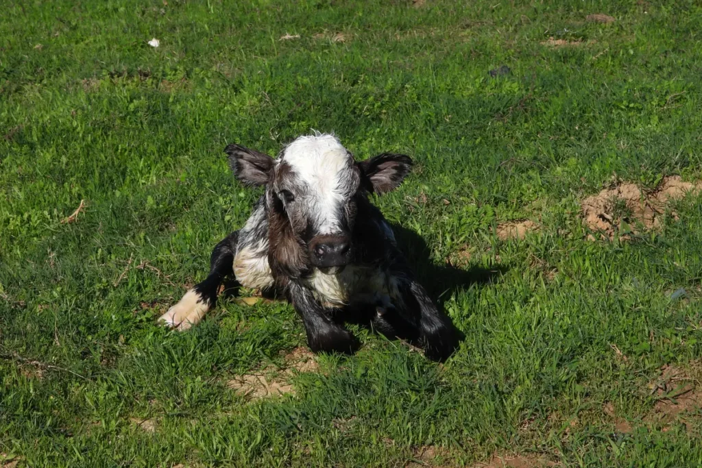 A young calf lying on the grass at a fighting bull ranch