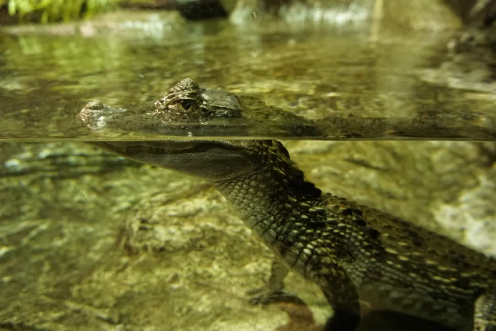 A young crocodile resting at the water line at the Seville aquarium